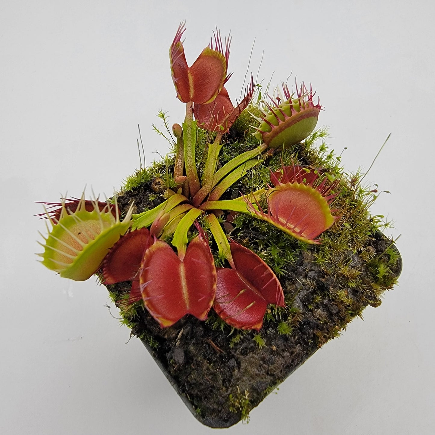 Venus flytrap (Dionaea muscipula) 'Long Red Fingers'