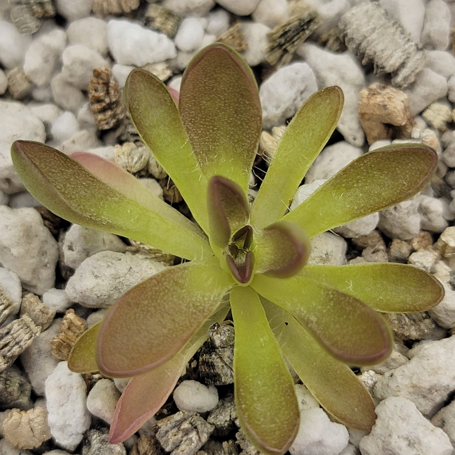 Pinguicula cv. 'BCP Crystal'