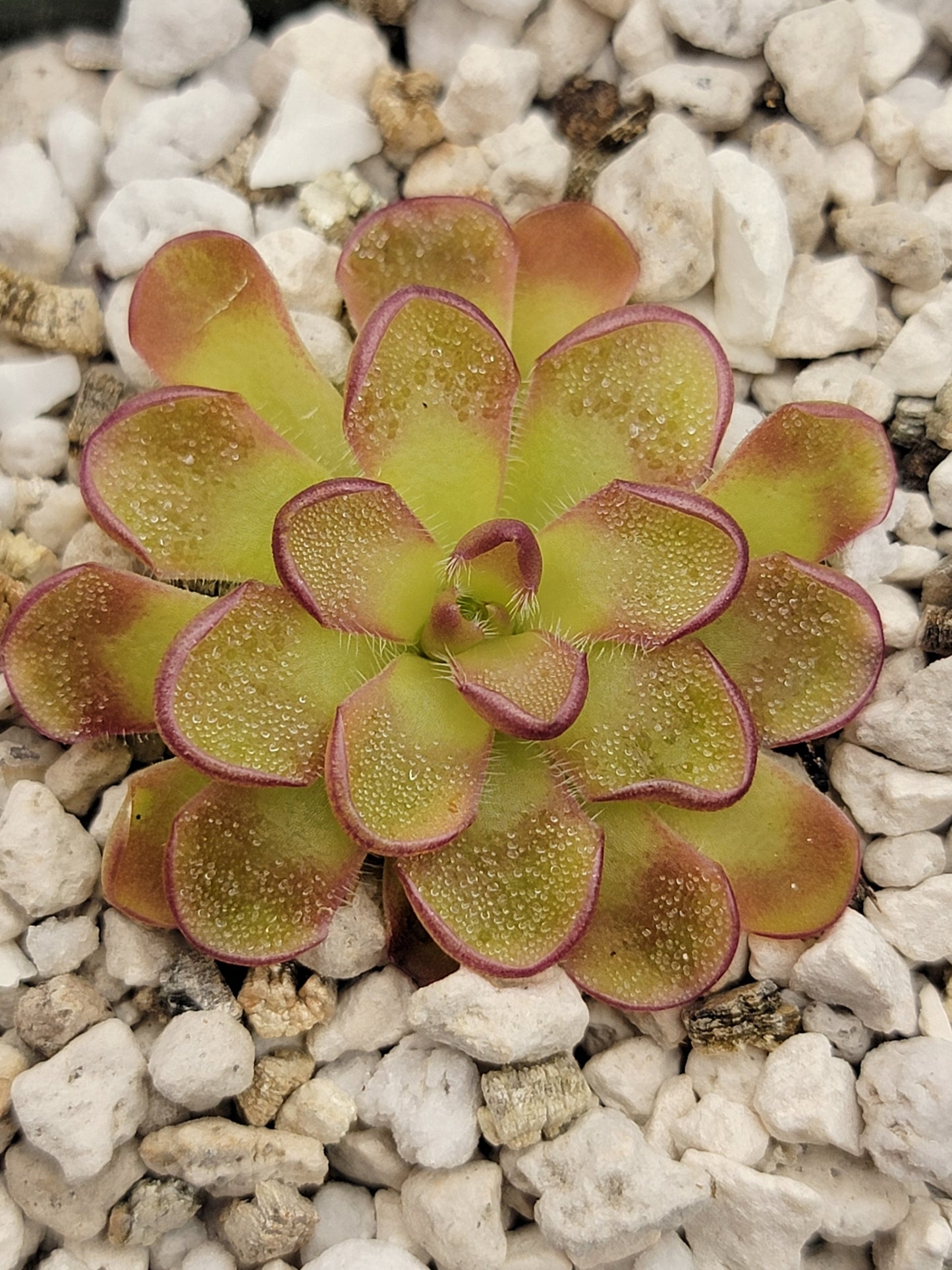 Pinguicula kondoi