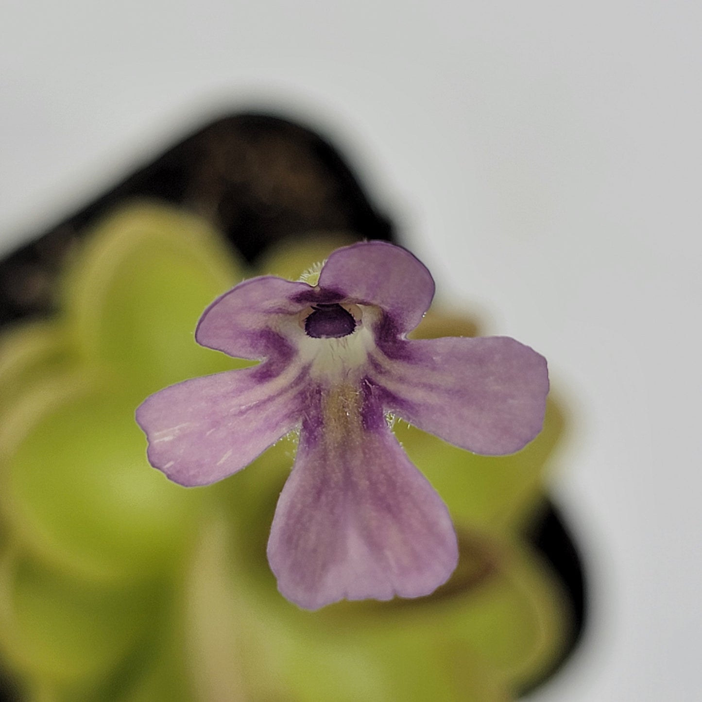 Pinguicula gracilis x laueana