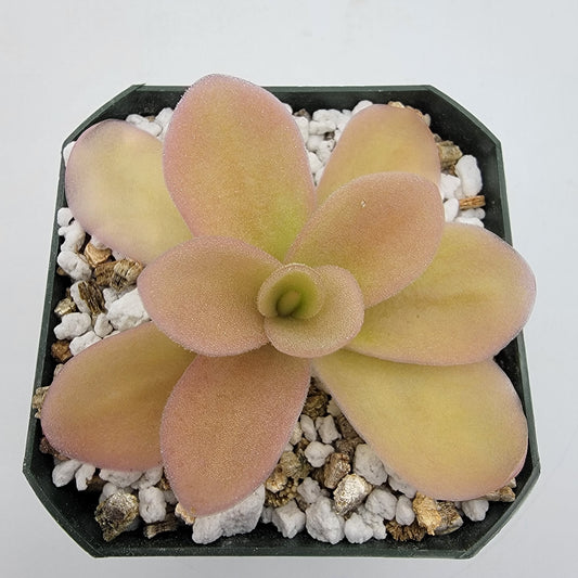 Pinguicula gigantea (Red Flush)
