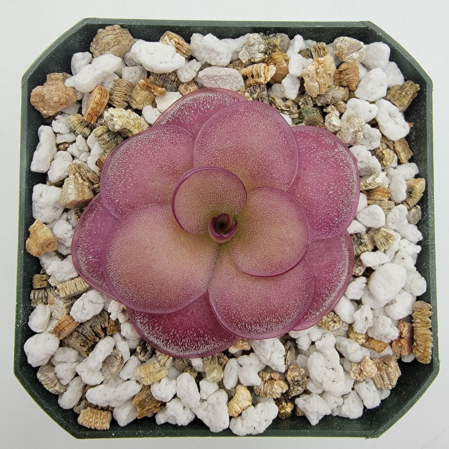 Pinguicula "Peaches"