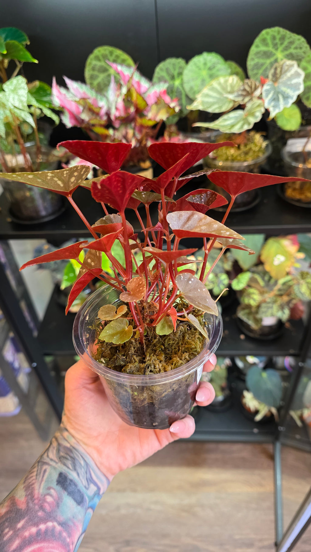 Begonia Royal Spots