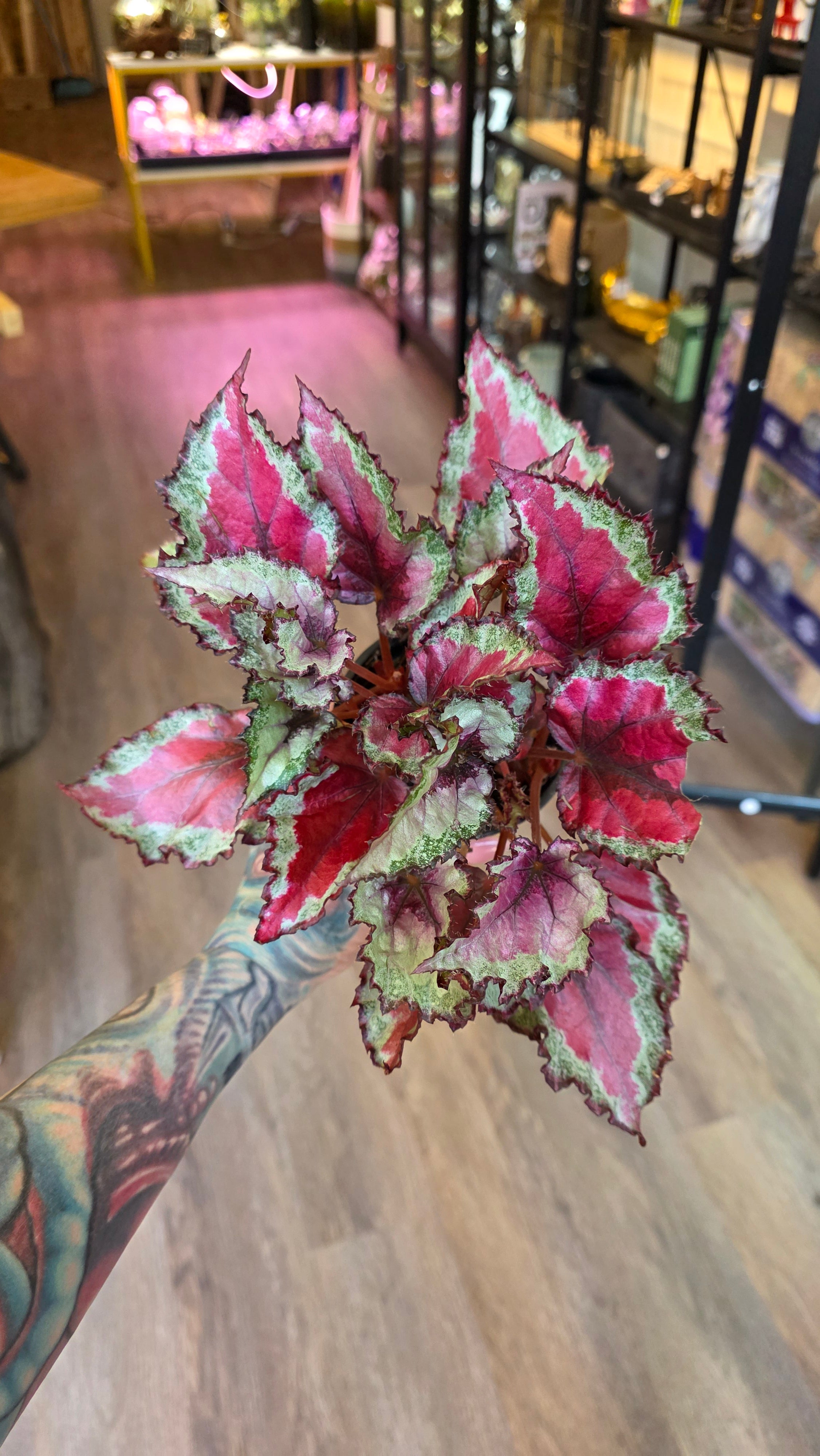 Rex Begonia