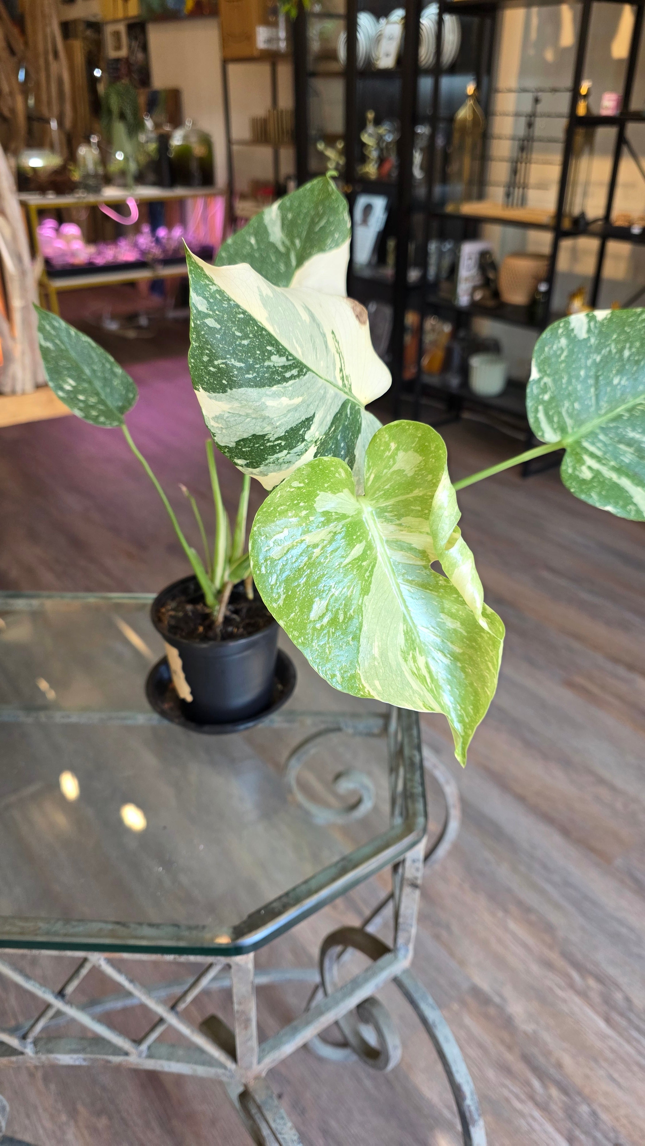 Thai Constellation Monstera