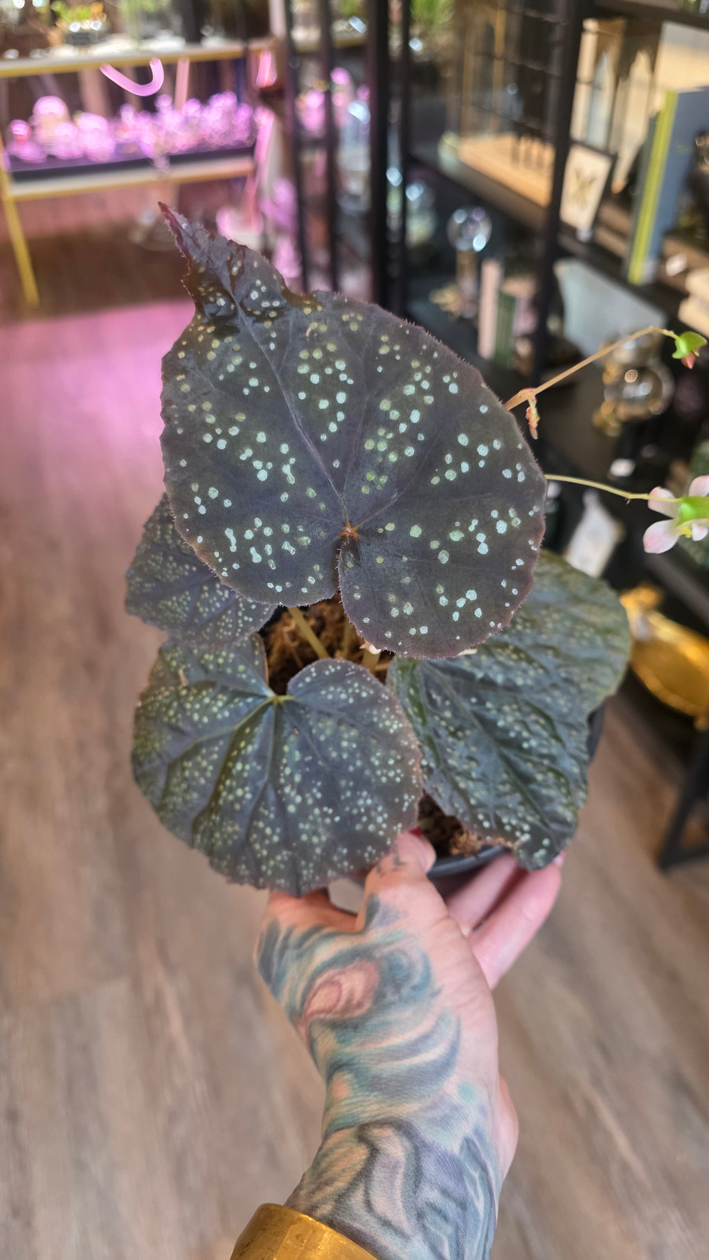 Begonia 45 V.1