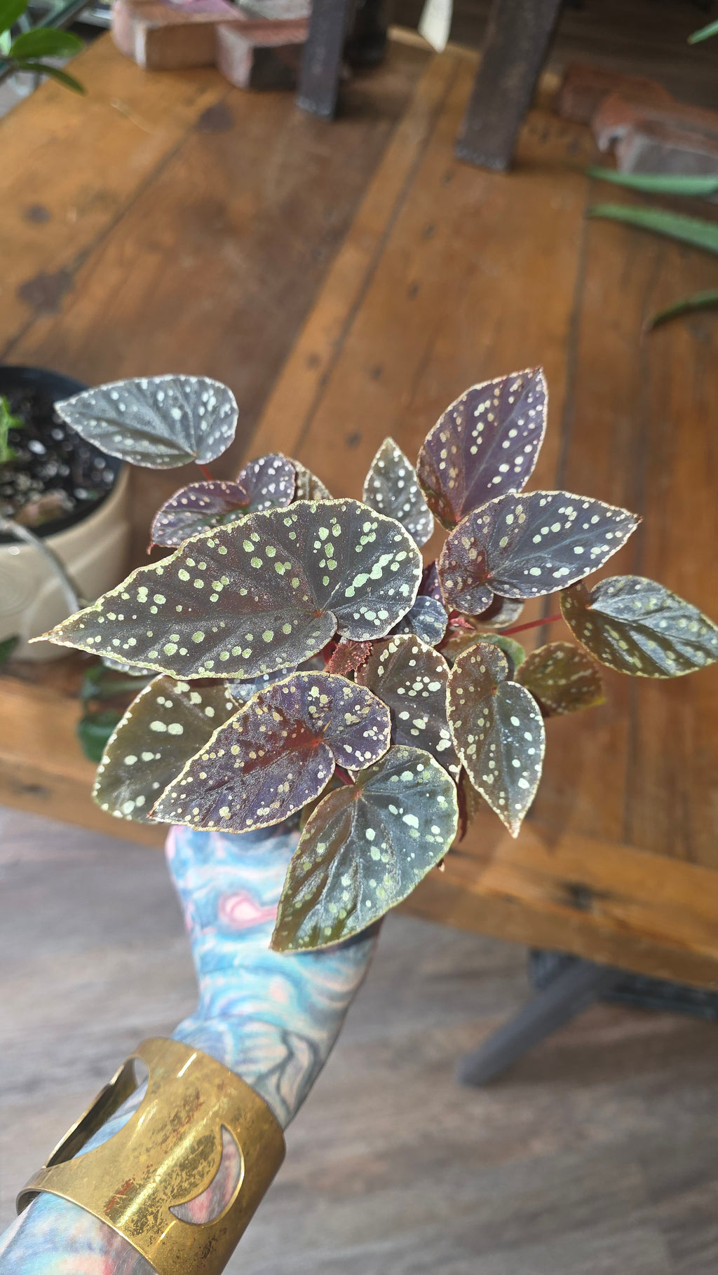 Begonia Royal Spots