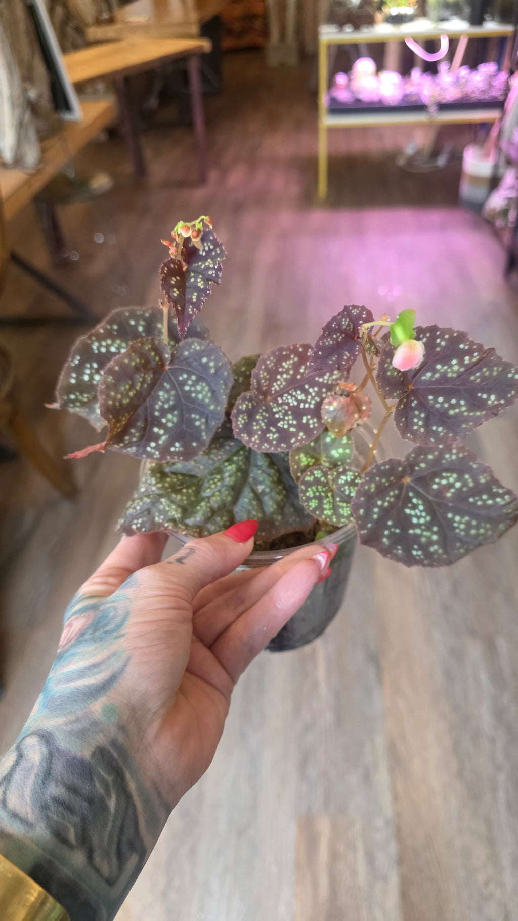 Begonia 45 V.1