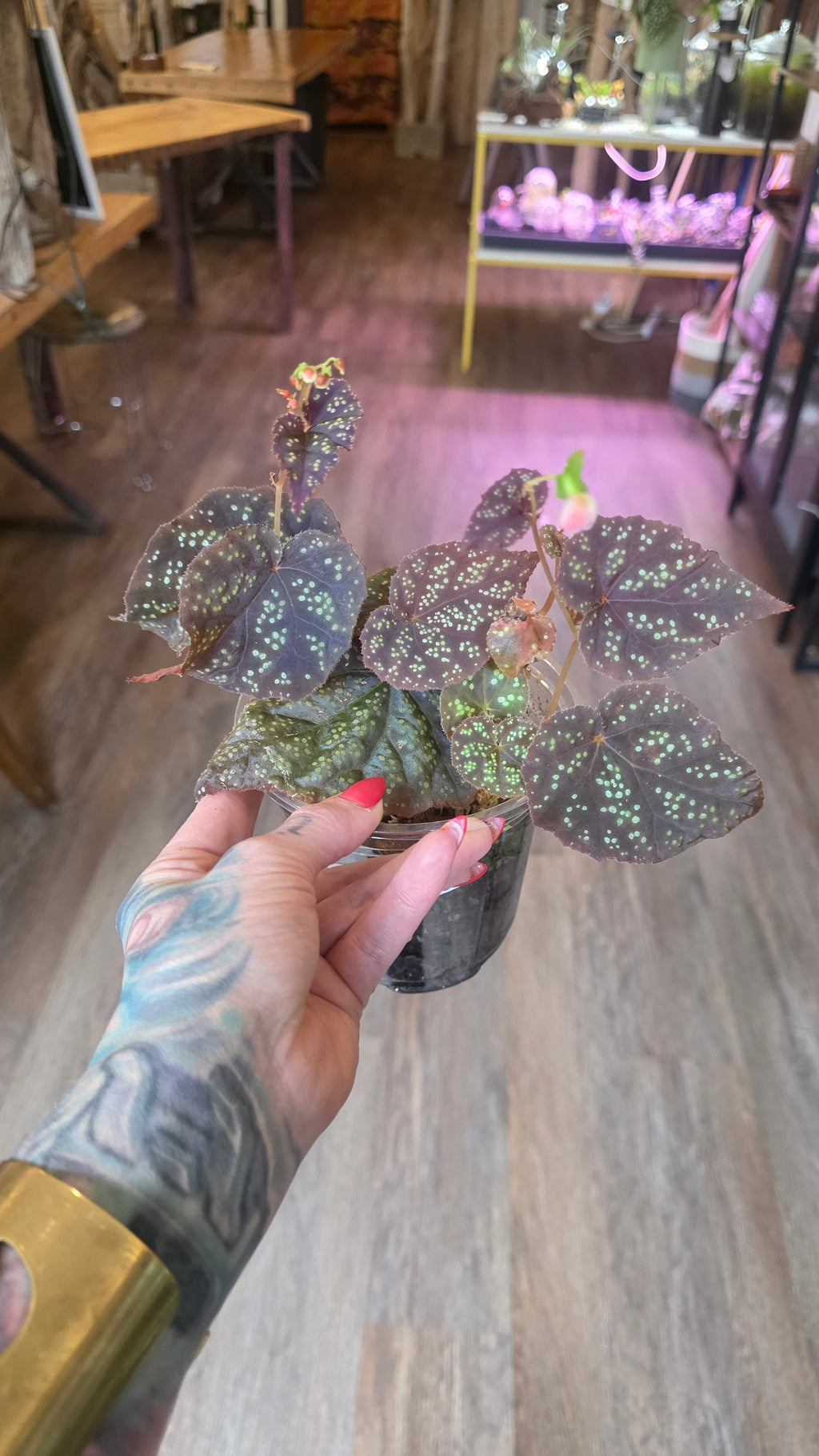 Begonia 45 V.1