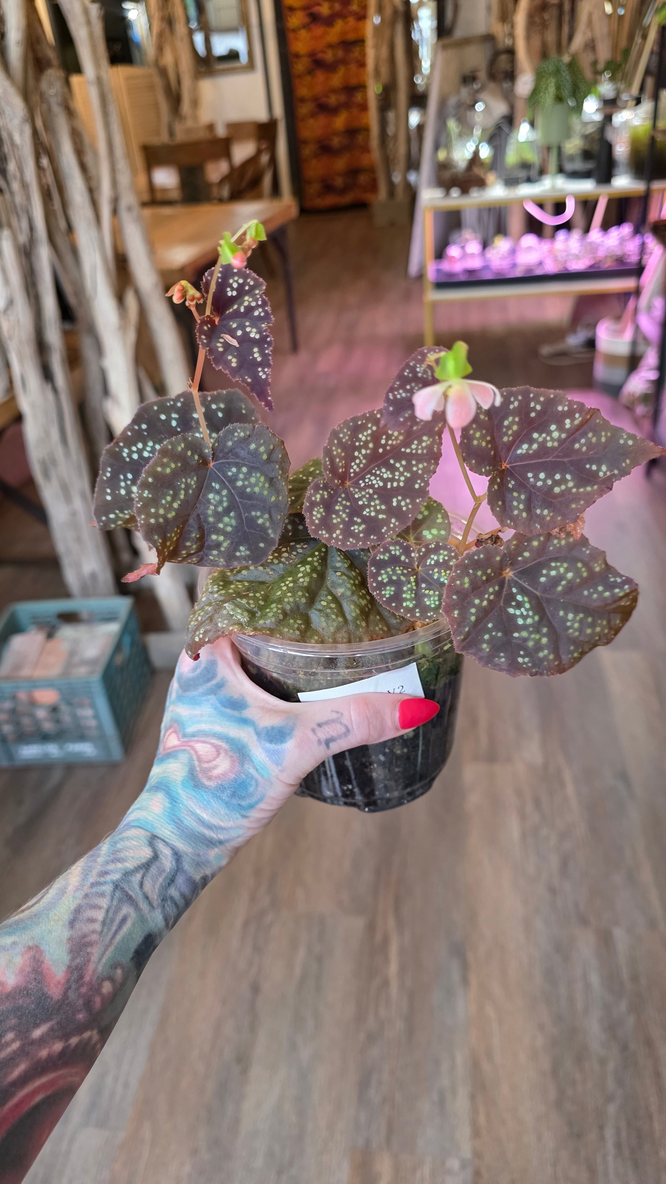 Begonia 45 V.1