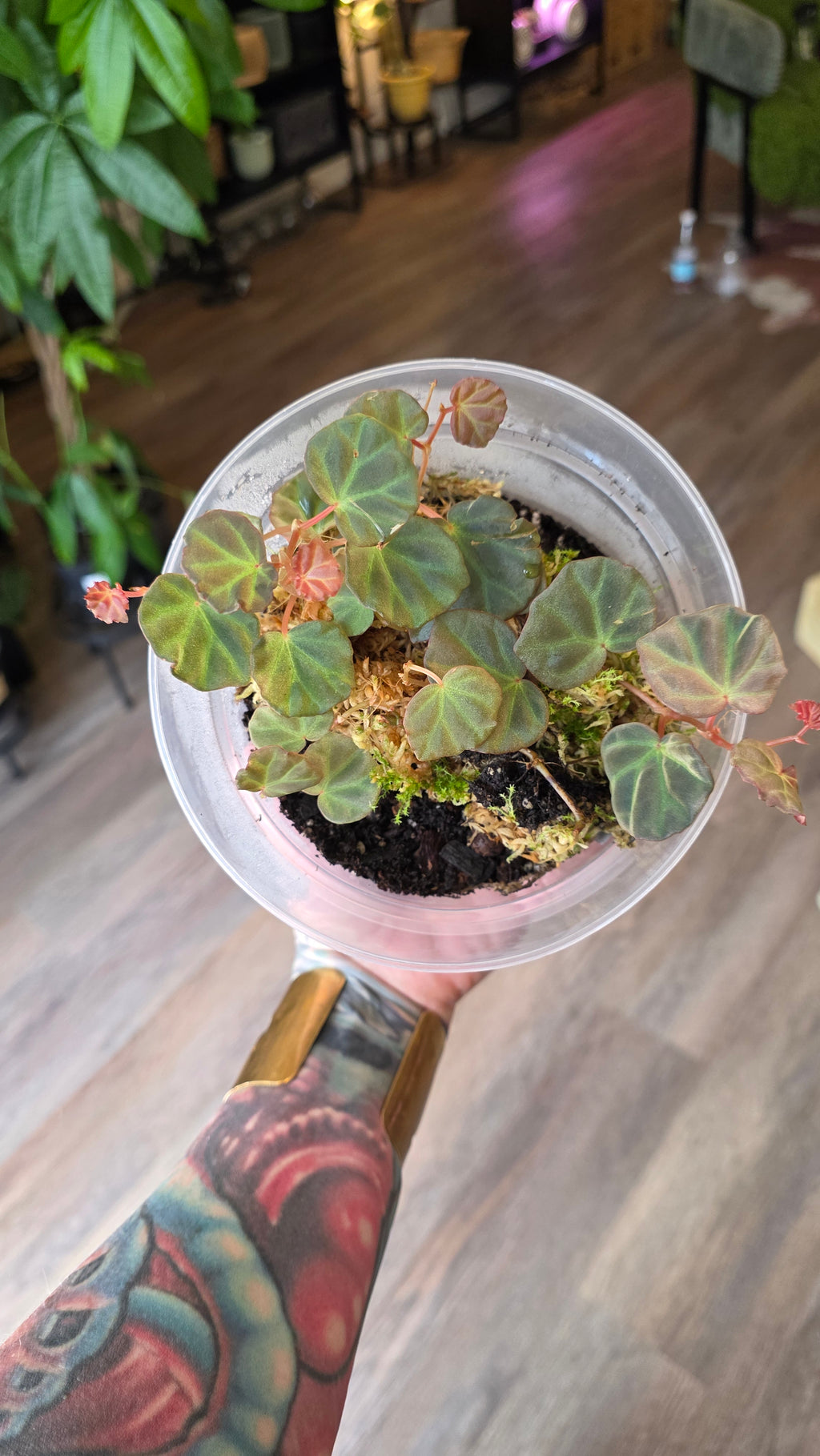Begonia sarawak - Peacock begonia