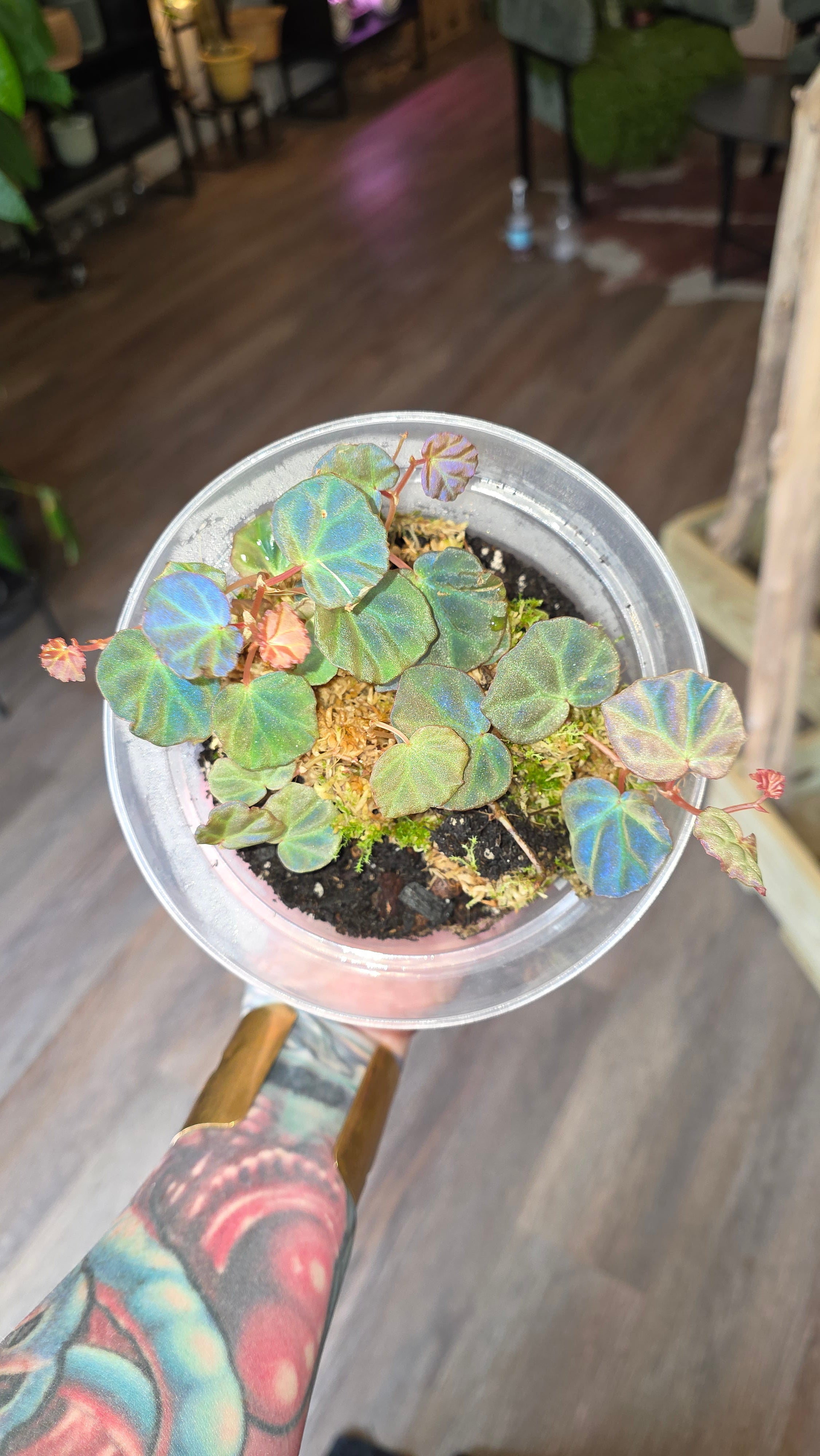 Begonia sarawak - Peacock begonia