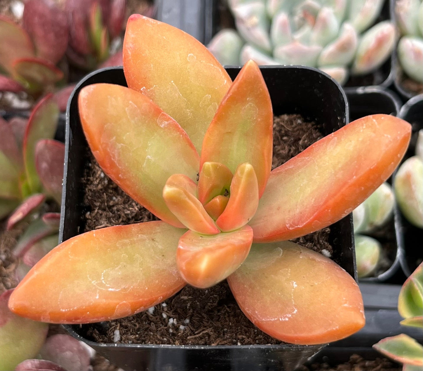 Sedum Firestorm