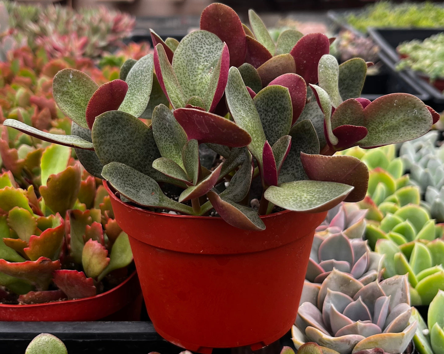 Crassula Pondo Cliff