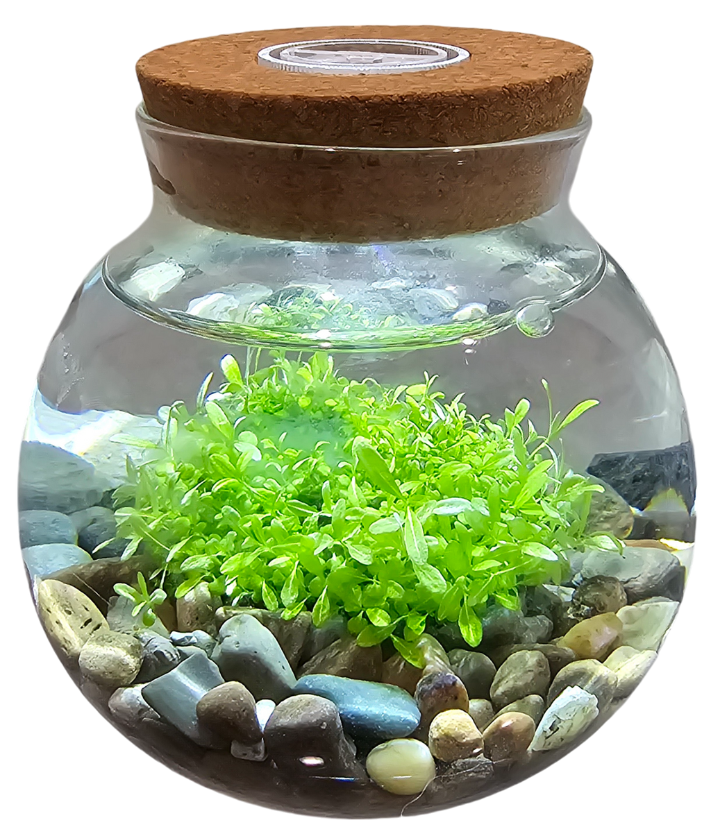 WaterPlants