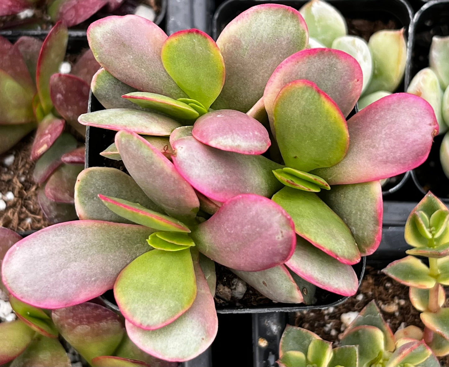 Crassula Platyphylla Pink Jade