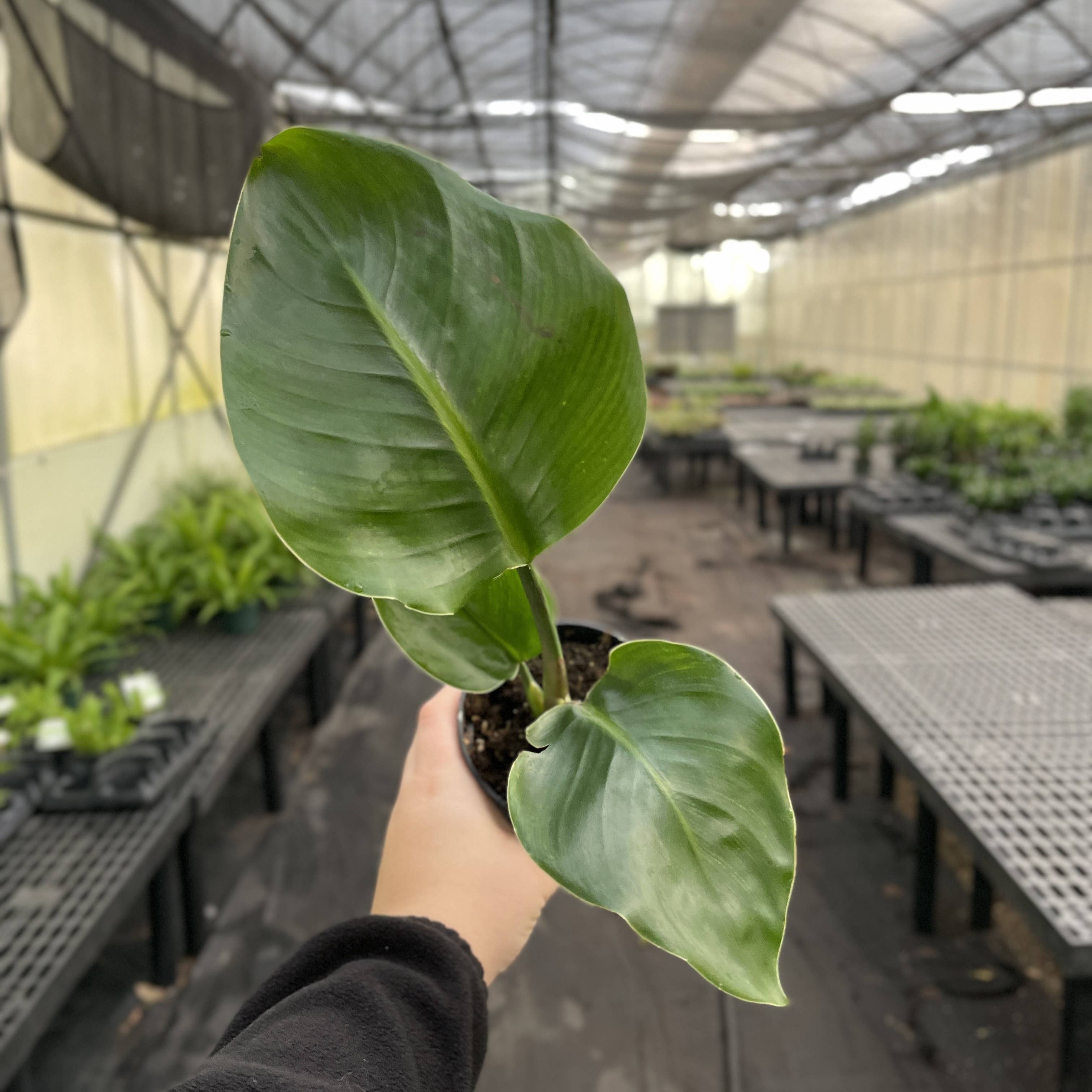 White Bird of Paradise - Live Plant