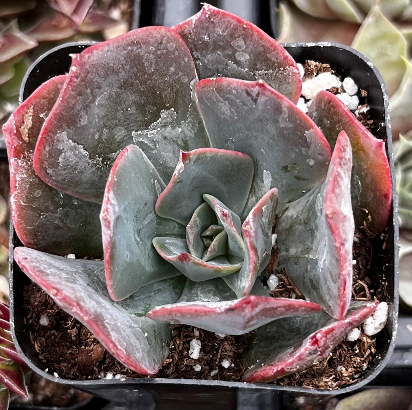 Echeveria Lavender Cloud