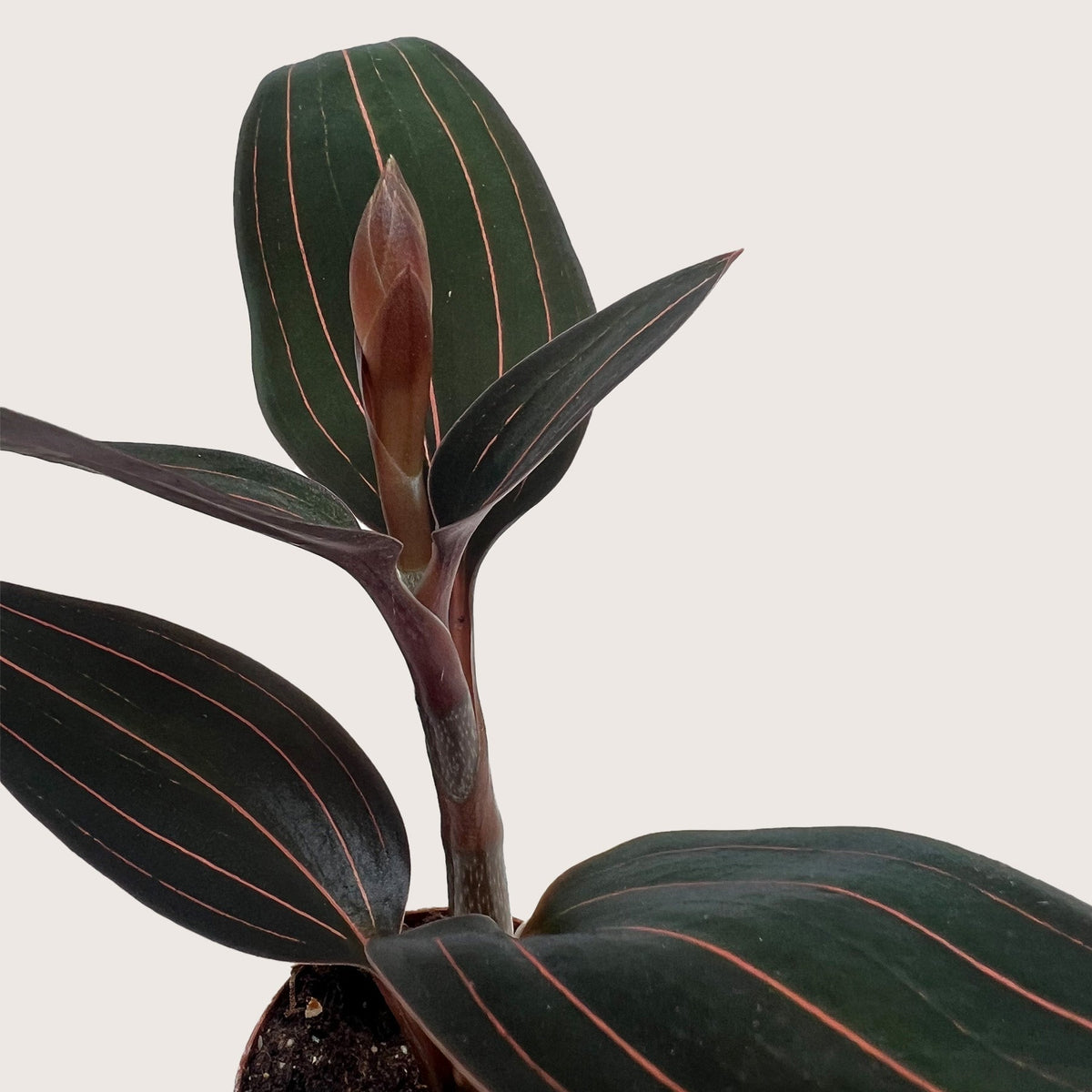 Ludisia Discolor