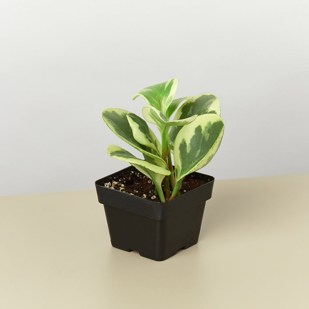 Peperomia 'Marble'