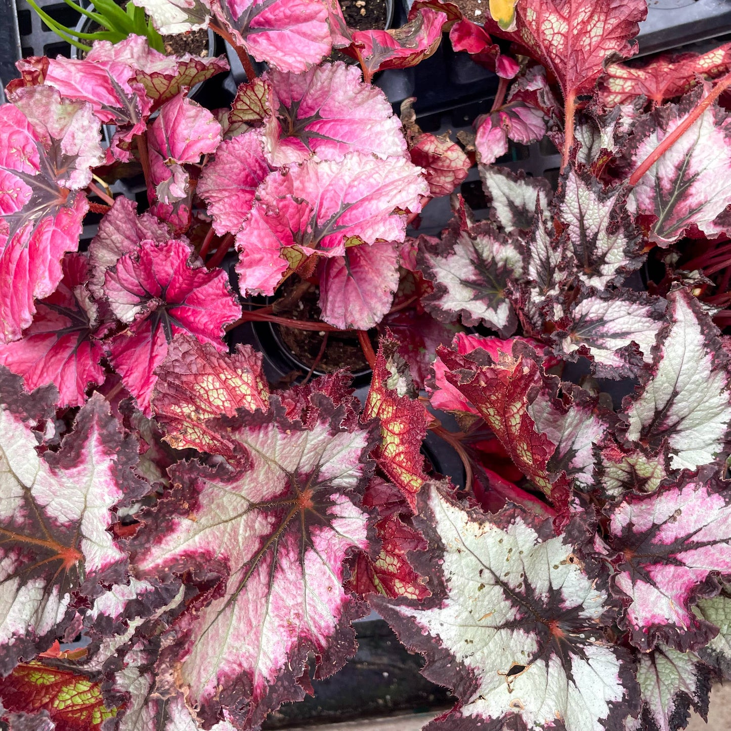 Rex Begonia - 4" Live Plant - Assorted Color