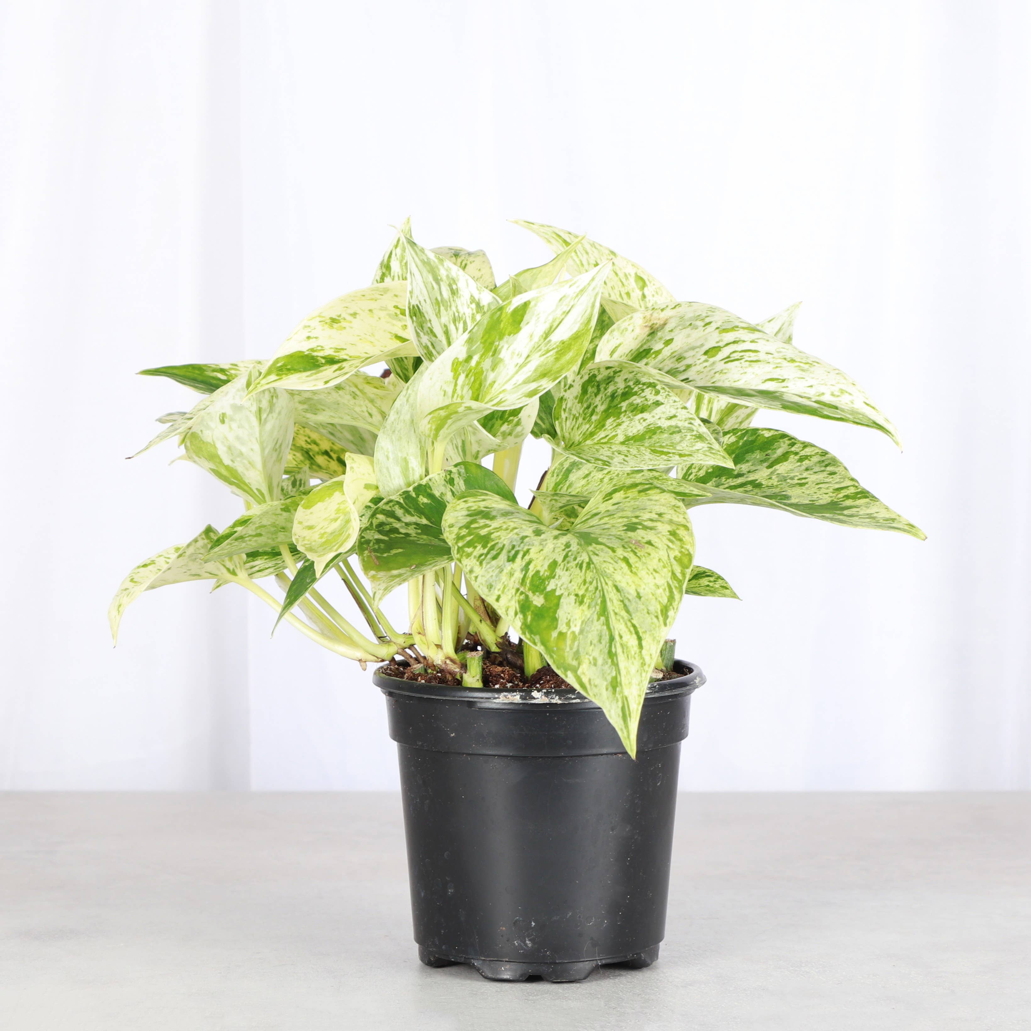 Marble Queen Pothos Plant - Live Plant