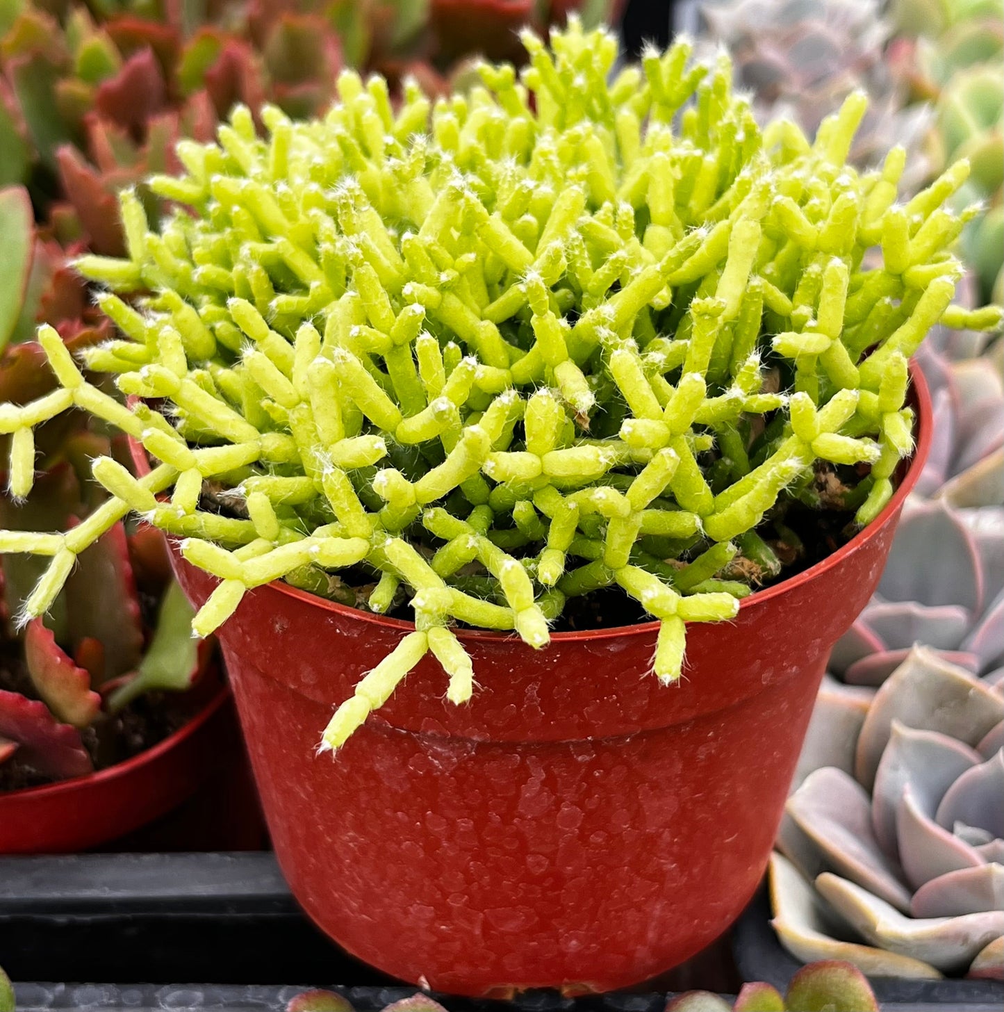 Rhipsalis Cereuscula