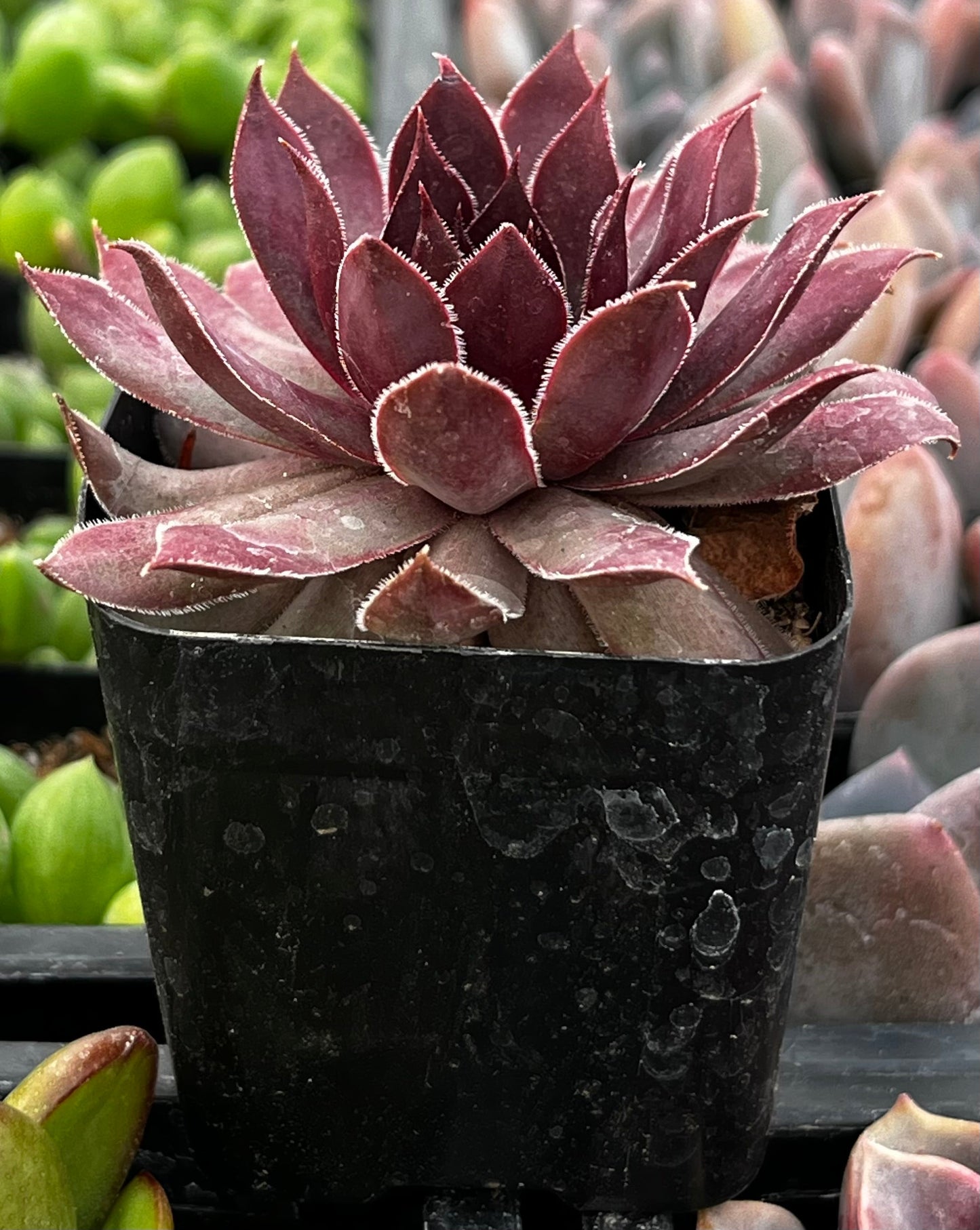 Sempervivum Red Lion