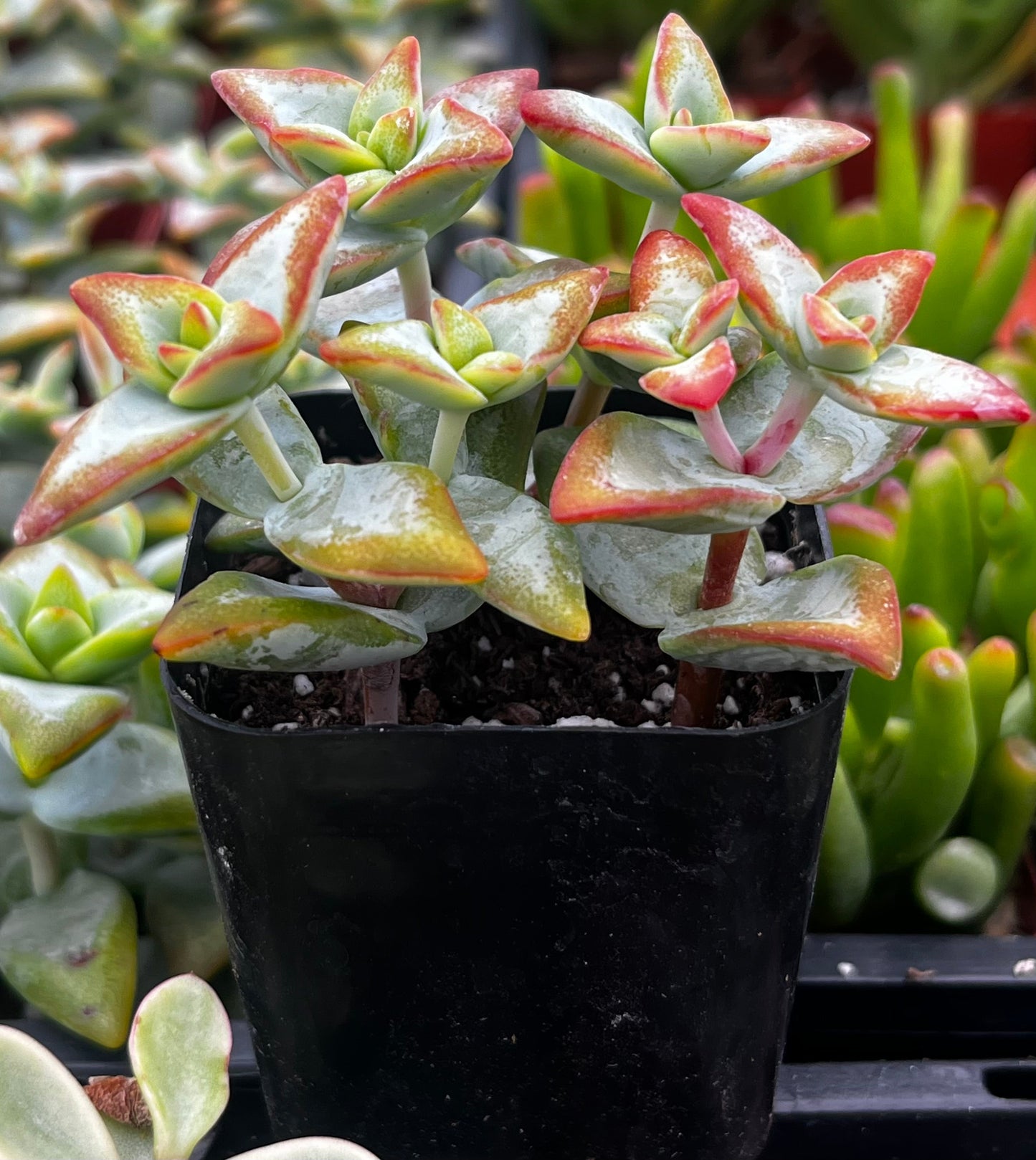 Crassula High Voltage