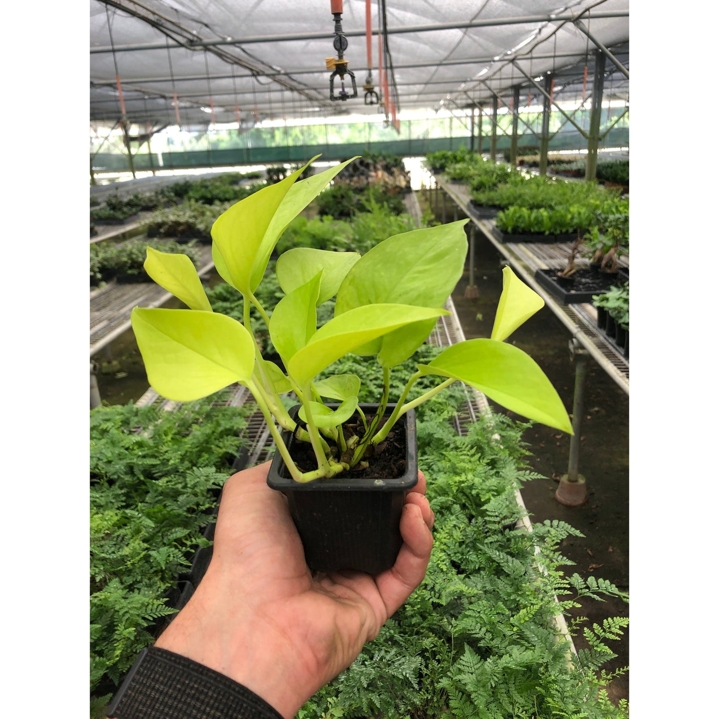 Pothos 'Neon'