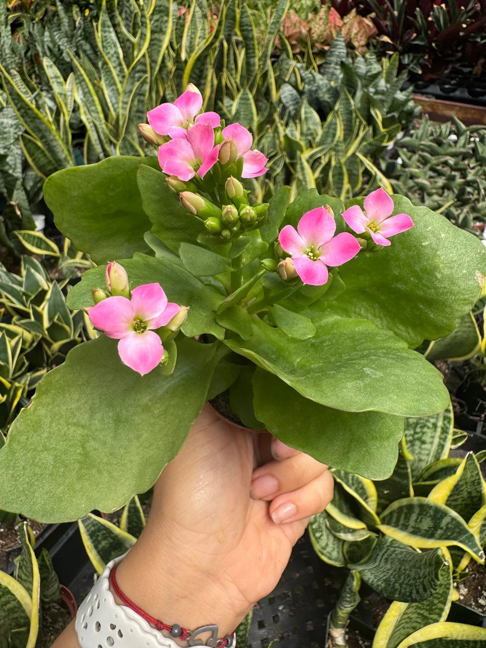 Kalanchoe