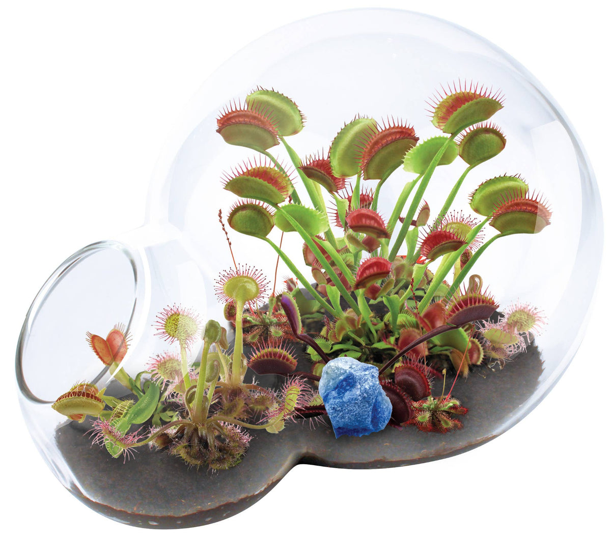 Carnivorous Growarium Glass Terrarium