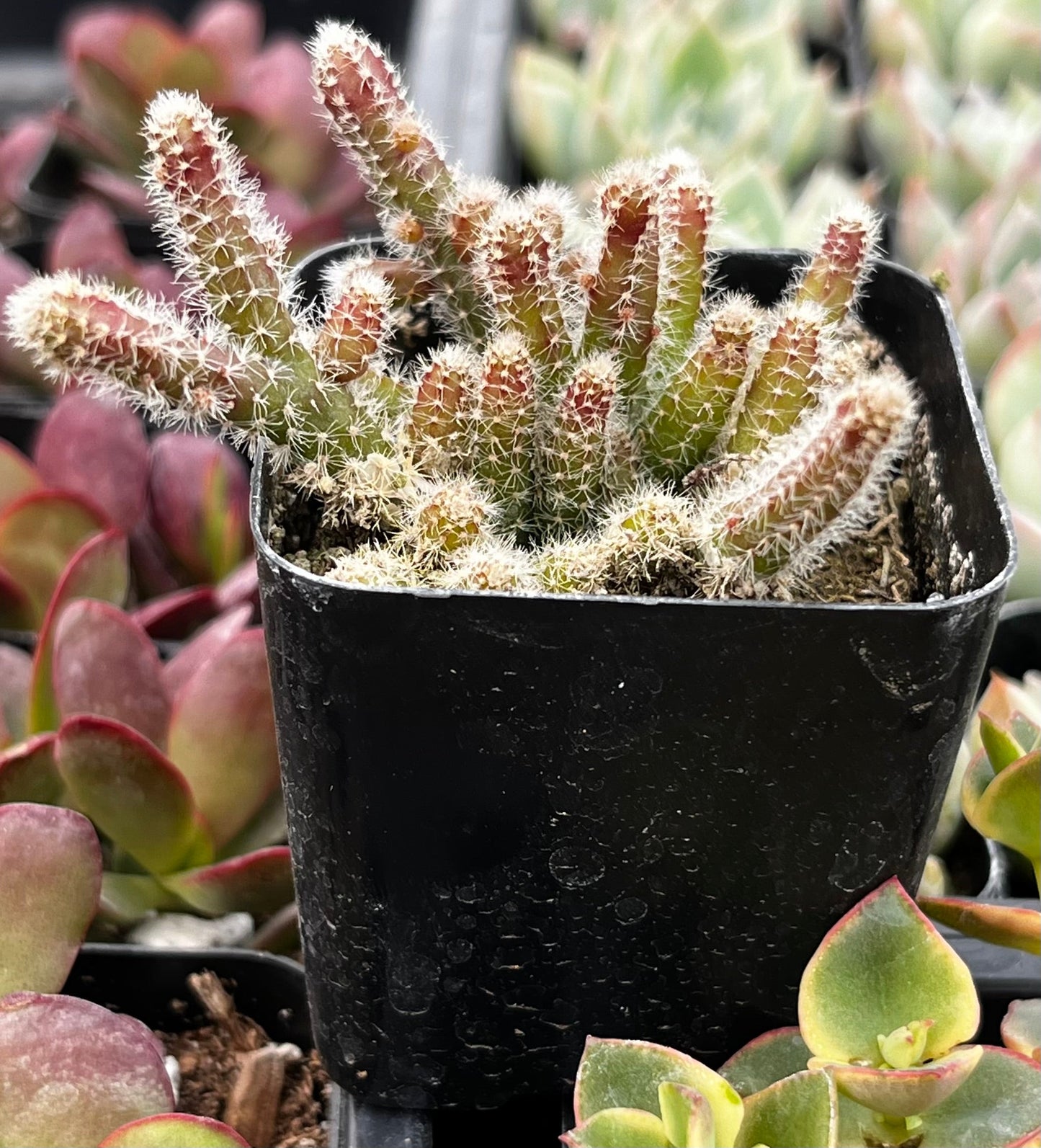 Rhipsalis Baccifera Subsp. Horrida