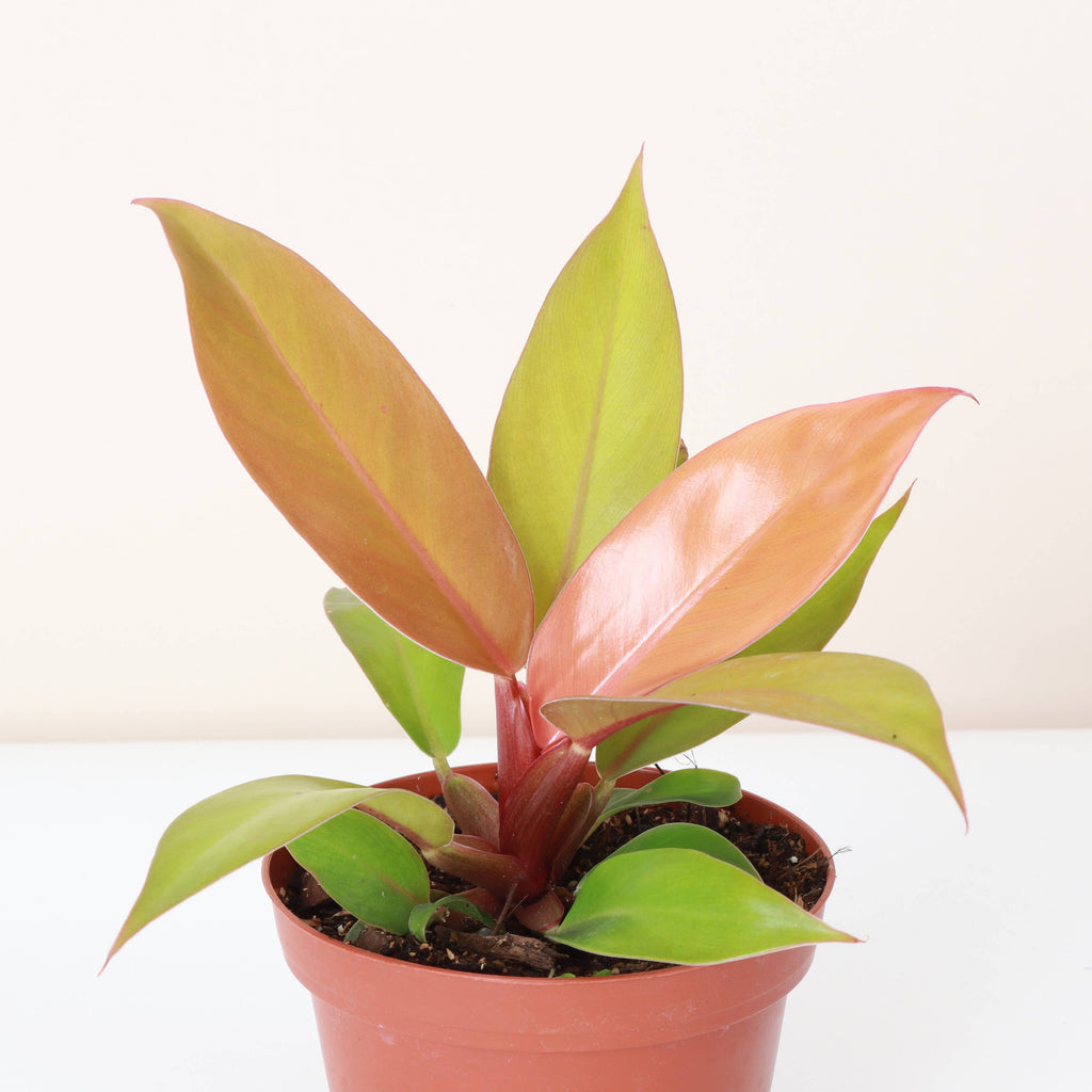 Prince of Orange Philodendron