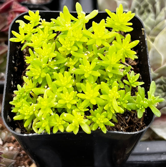 Sedum Tokyo Sun