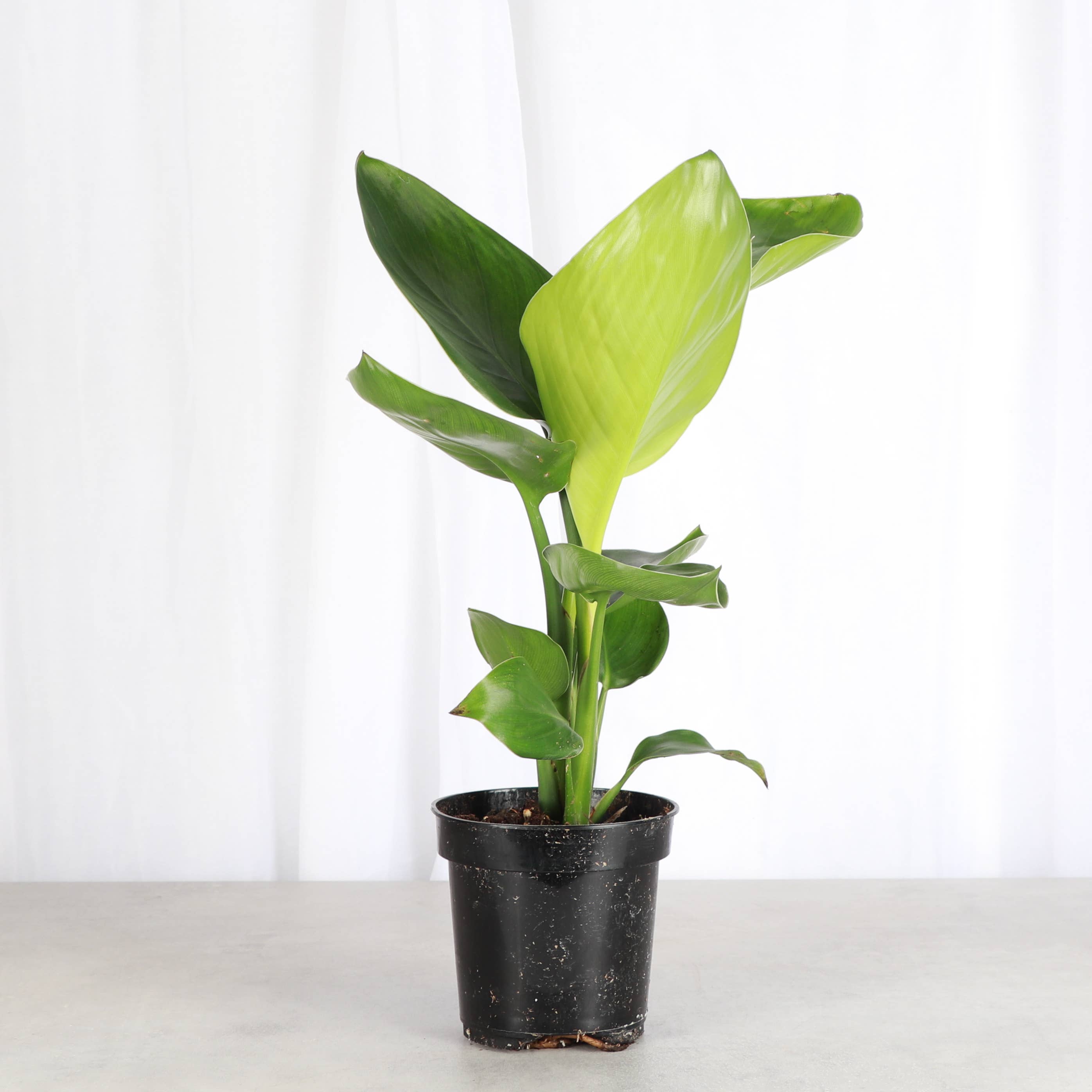 White Bird of Paradise - Live Plant