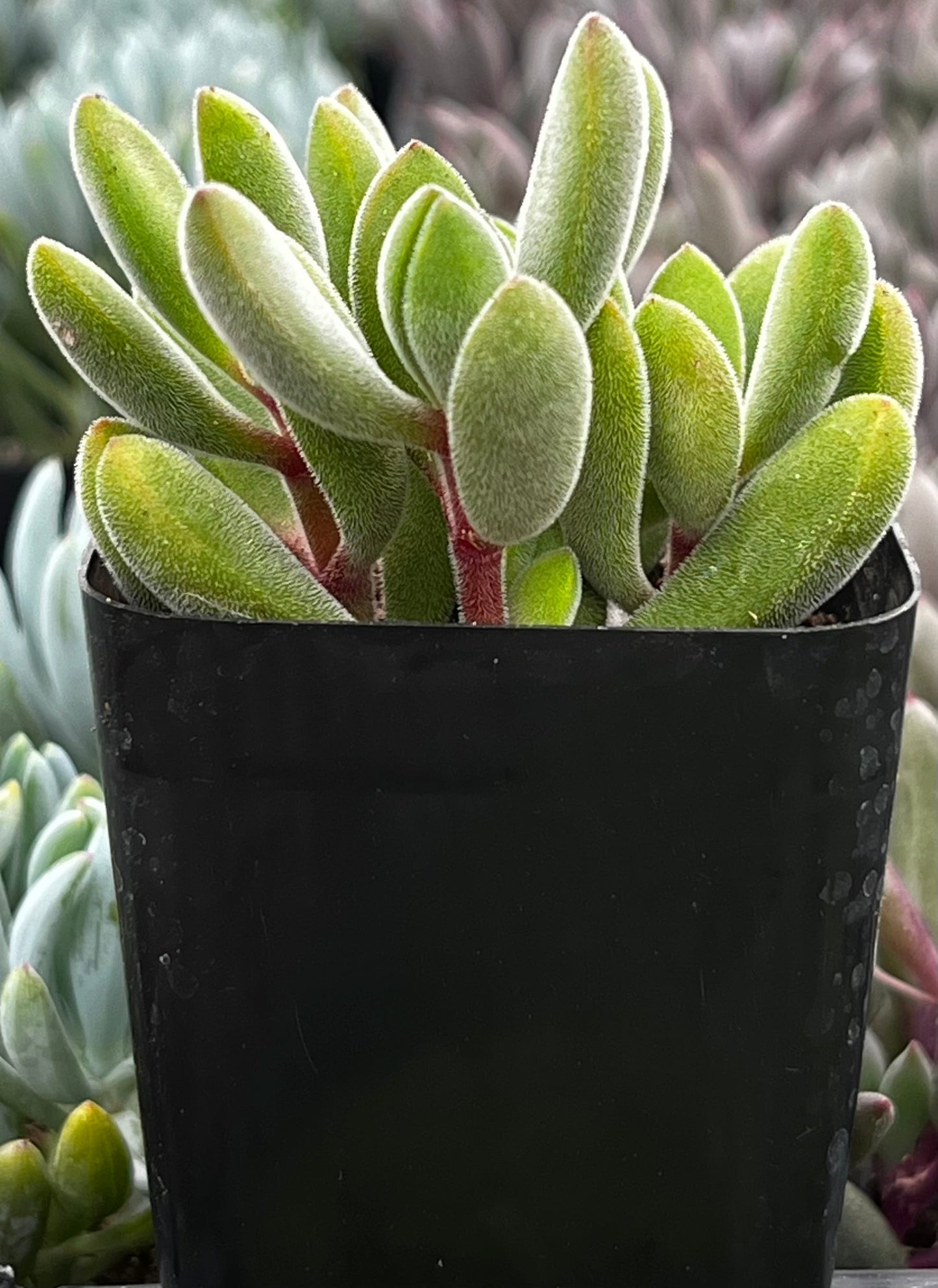 Crassula Congesta Green Beans