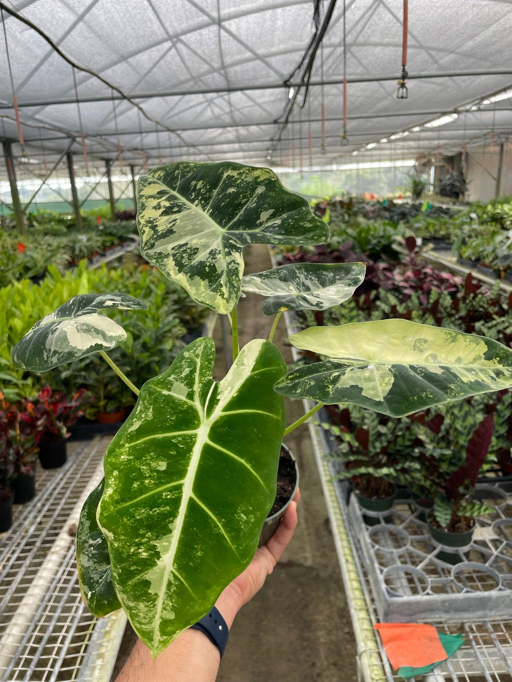 Alocasia Micholitziana 'Frydek' Variegated