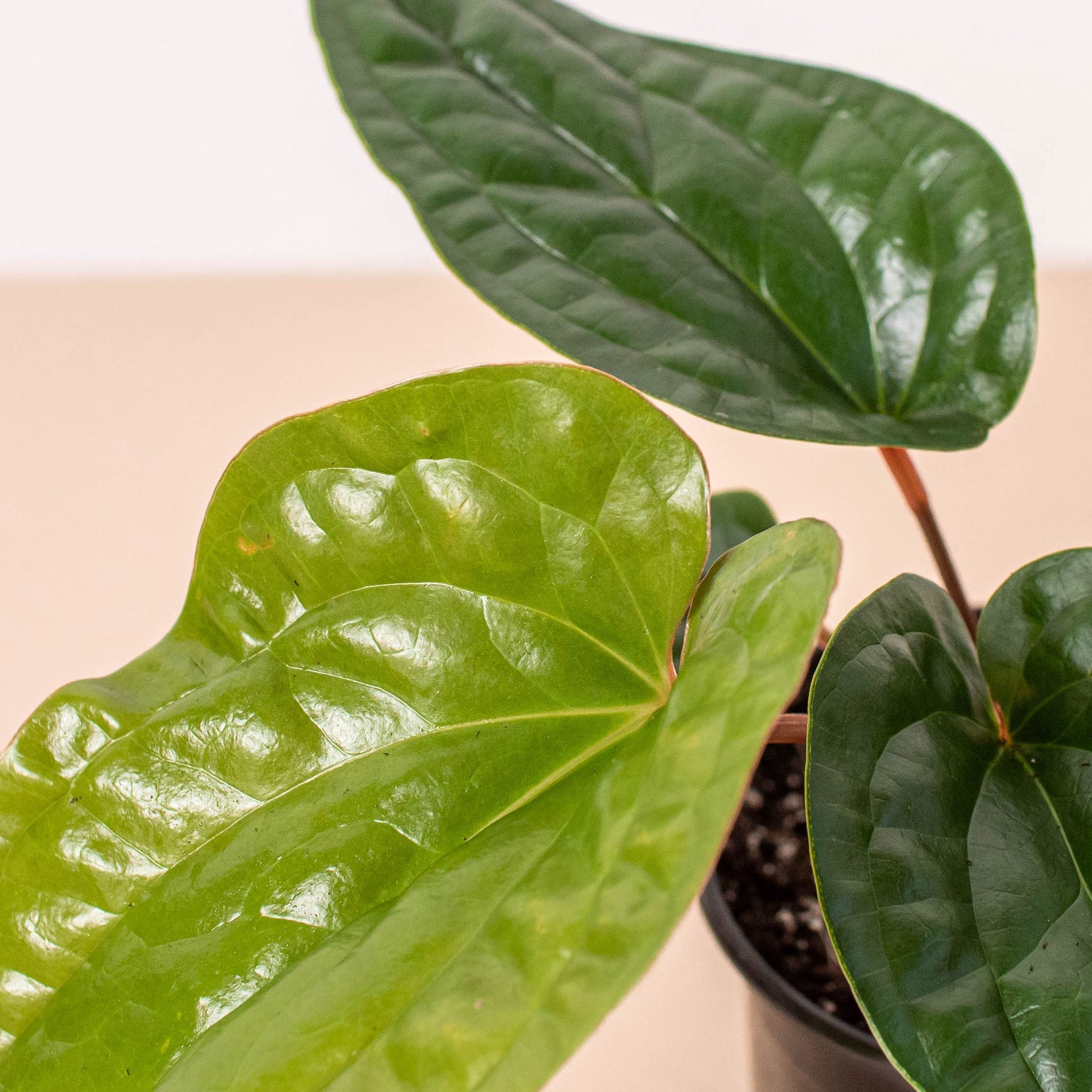 Anthurium 'Radicans x Luxurians'