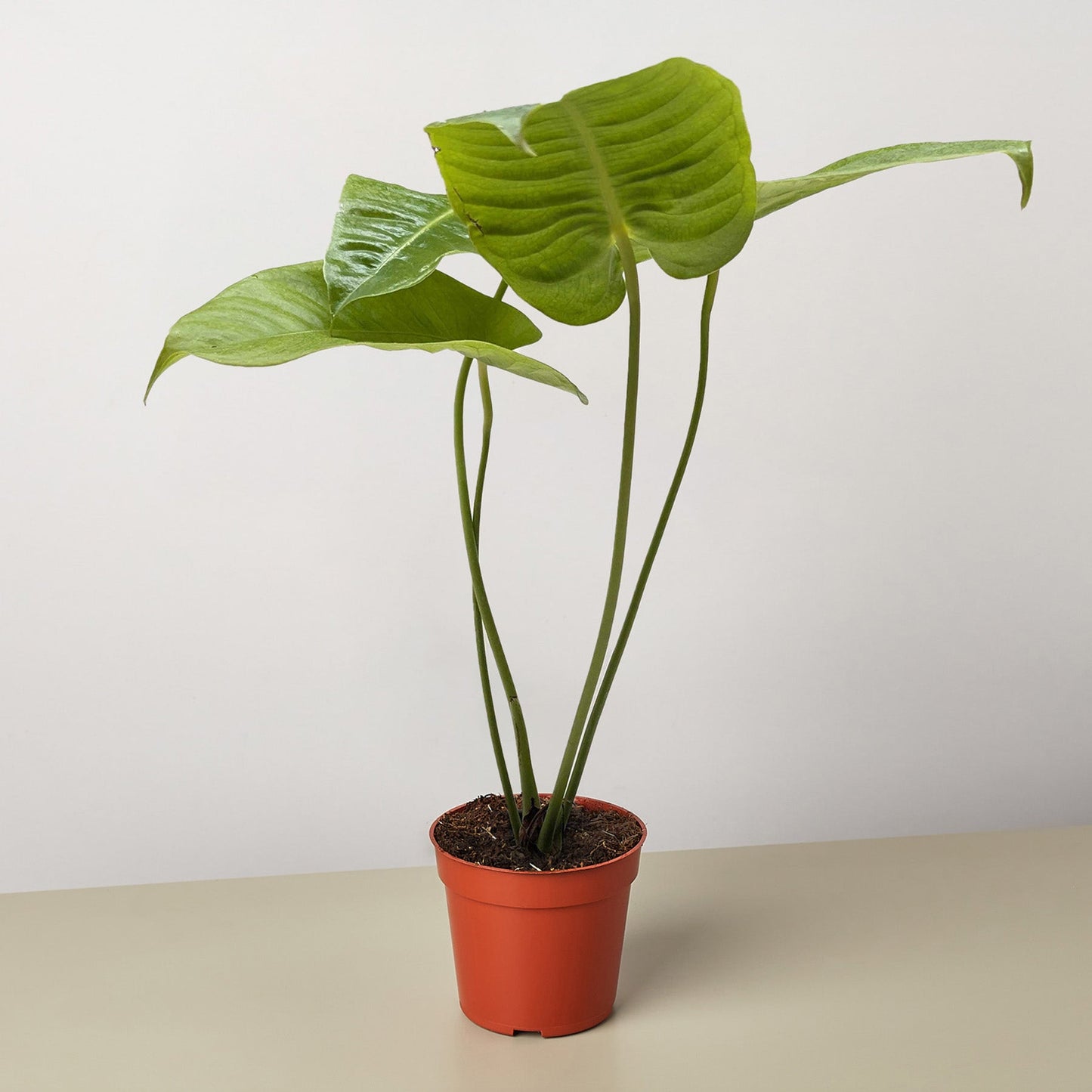 Anthurium 'Veitchii'