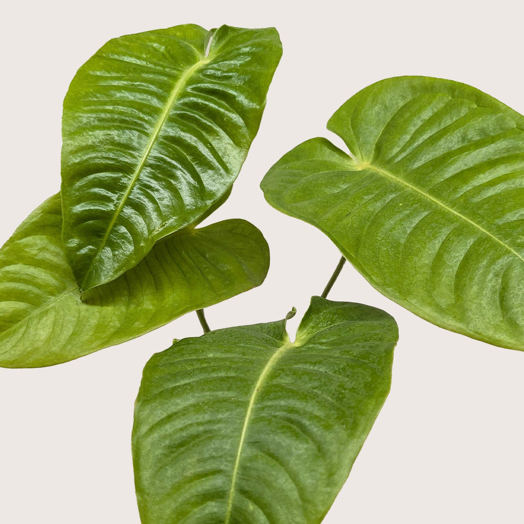 Anthurium 'Veitchii'