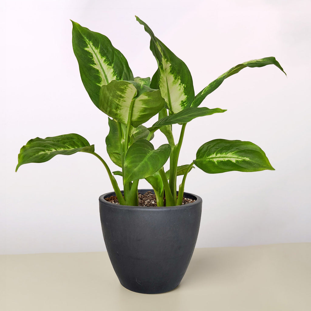 Dieffenbachia Camille