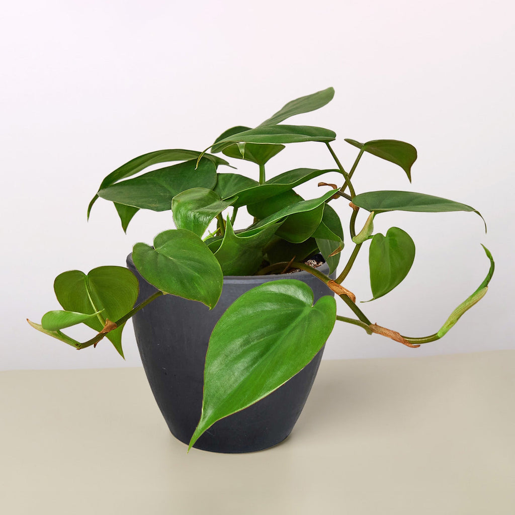 Philodendron Cordatum 'Heartleaf'