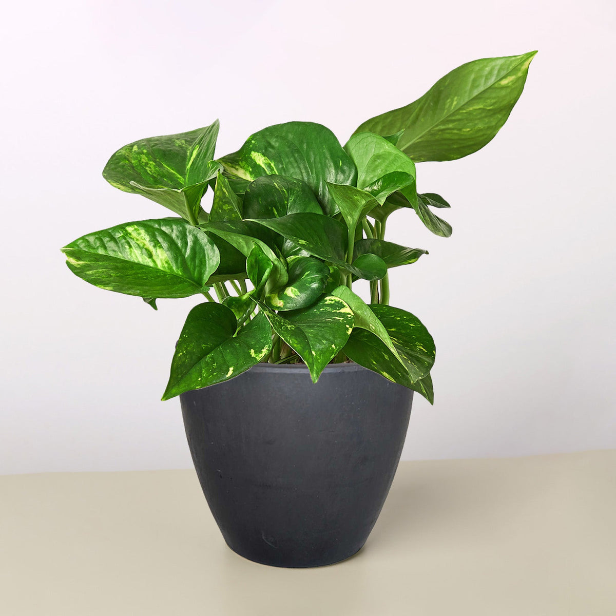 Pothos 'Golden'