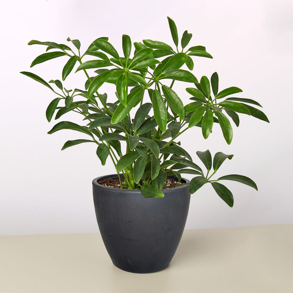 Schefflera Arboricola