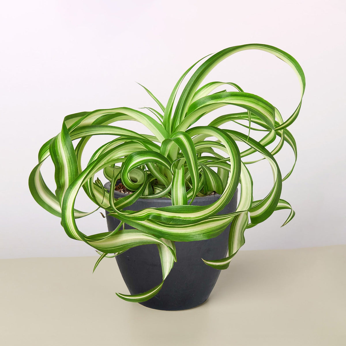 Spider Plant 'Bonnie'