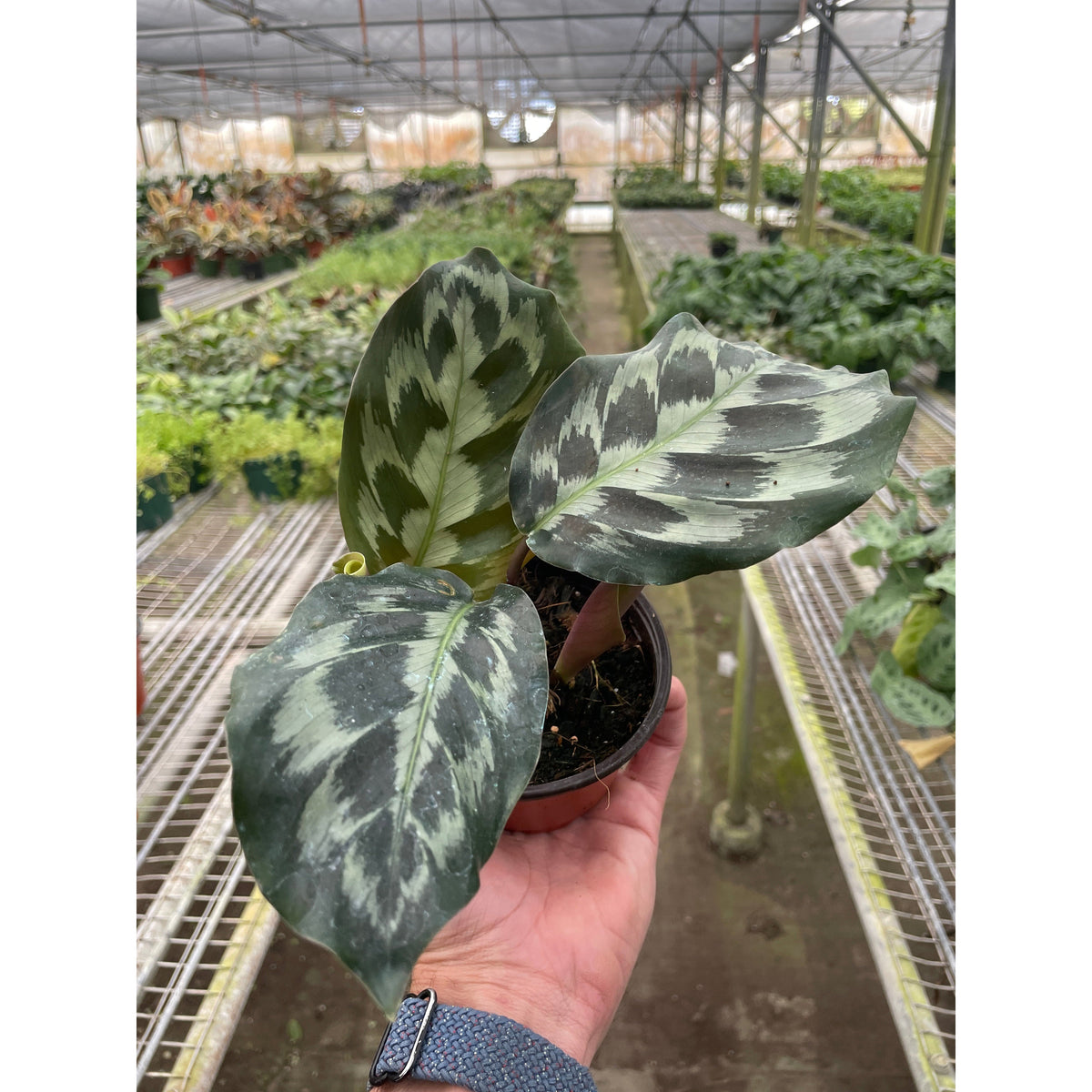Calathea 'Kennedy'
