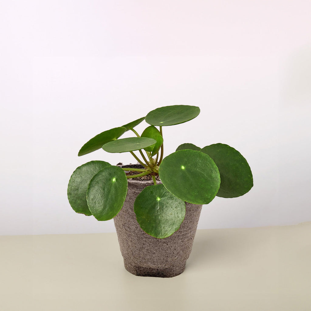 Pilea Peperomioides 'Chinese Money'