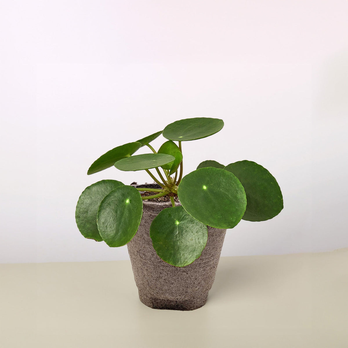 Pilea Peperomioides 'Chinese Money'