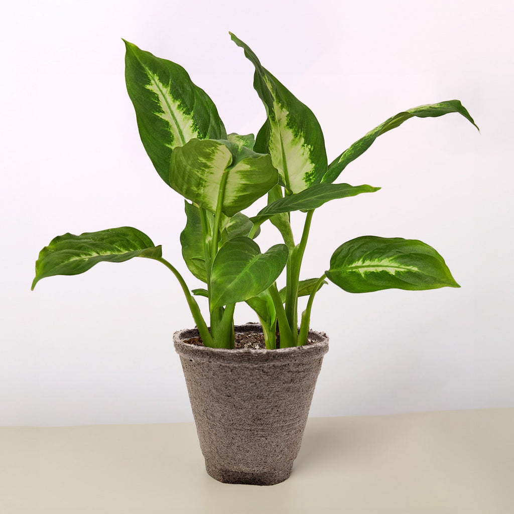 Dieffenbachia Camille